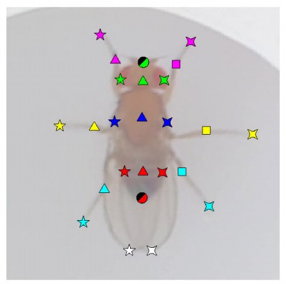 Manuscript illustration: Autobehaver: An AI-Based Pipeline for Animal Behavior Analysis.