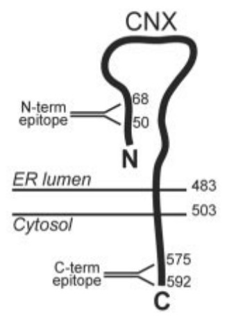 Manuscript illustration: Simian virus 40 late proteins possess lytic properties that render them capable of permeabilizing cellular membranes