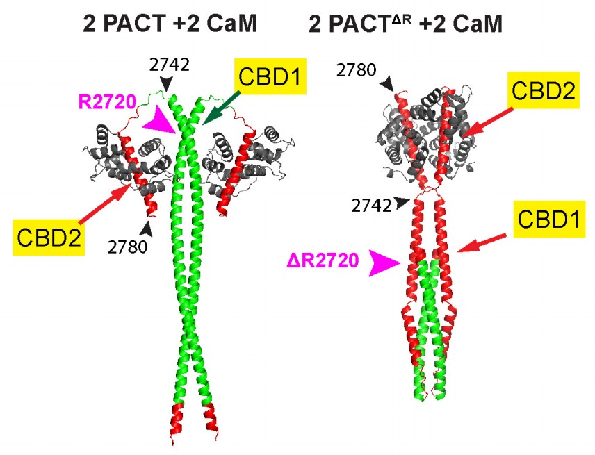 Manuscript illustration: A MOPD II-associated Pericentrin variant disrupts PACT domain dimerization and pericentriolar material recruitment.