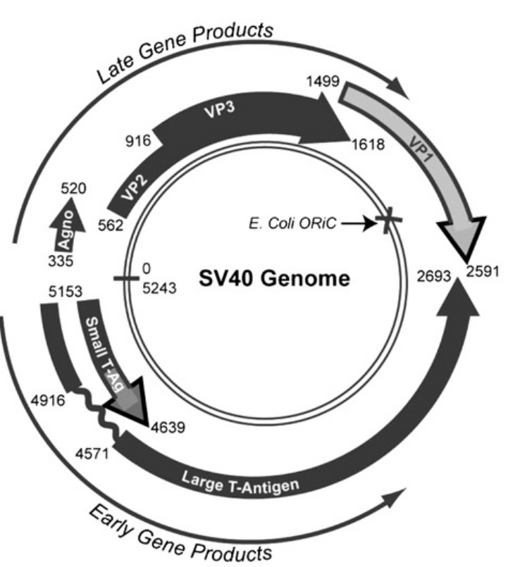 Manuscript illustration: SV40 VP2 and VP3 insertion into ER membranes is controlled by the capsid protein VP1: implications for DNA translocation out of the ER