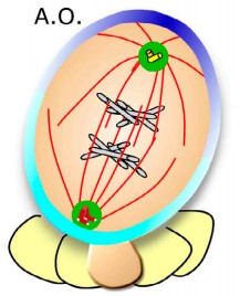 Manuscript illustration: A role for a novel centrosome cycle in asymmetric cell division